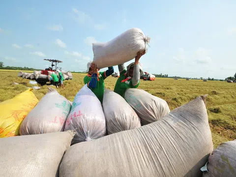 Xuất khẩu gạo Việt có thể vượt kế hoạch khi giá gạo thế giới tiếp tục tăng